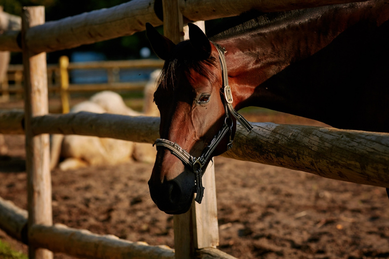 Мини-зоопарк